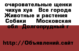 очаровательные щенки чихуа-хуа - Все города Животные и растения » Собаки   . Московская обл.,Долгопрудный г.